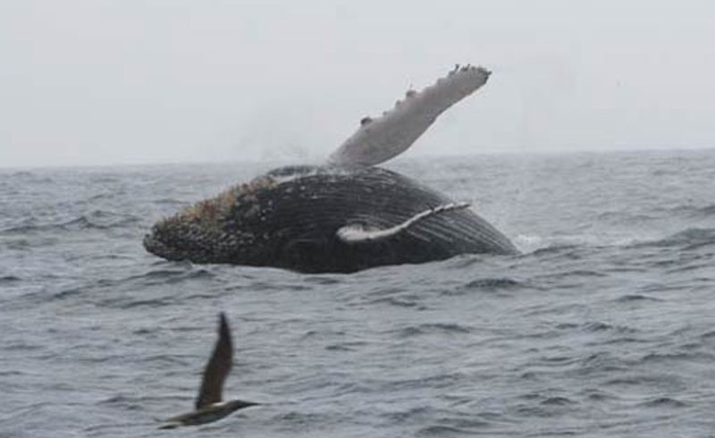 TOUR-GYE-PUERTO-LOPEZ-BALLENAS